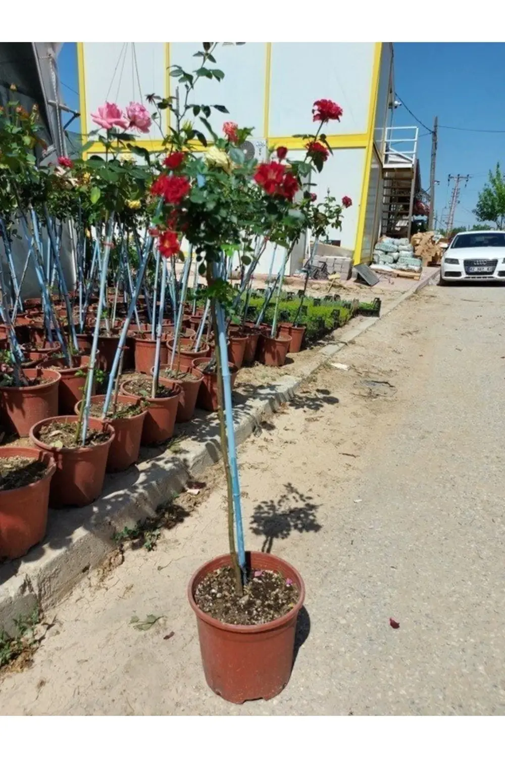 Tüplü Aşılı Kırmızı Baston Gül Fidanı 4 Yaş - Boy 120 Cm