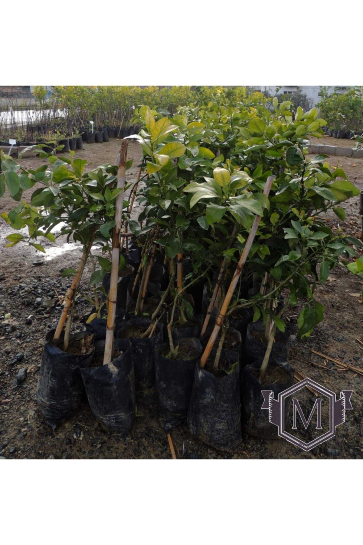 Sağlam Fidancılık Tüplü Aşılı Özel Üretim Has Black Avokado Fidanı