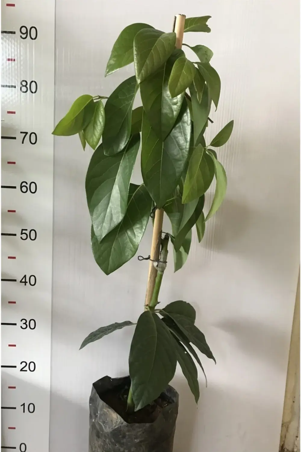 Tüplü Aşılı Zutano Avokado Fidanı