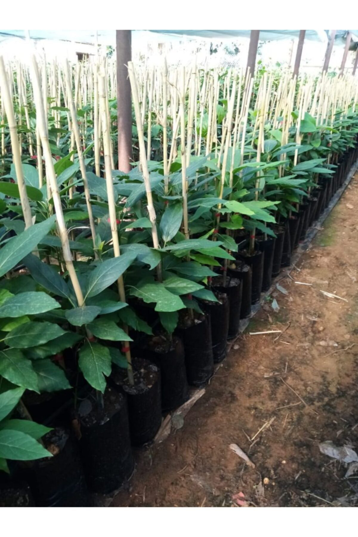 Tüplü Bacon Avokado Fidanı