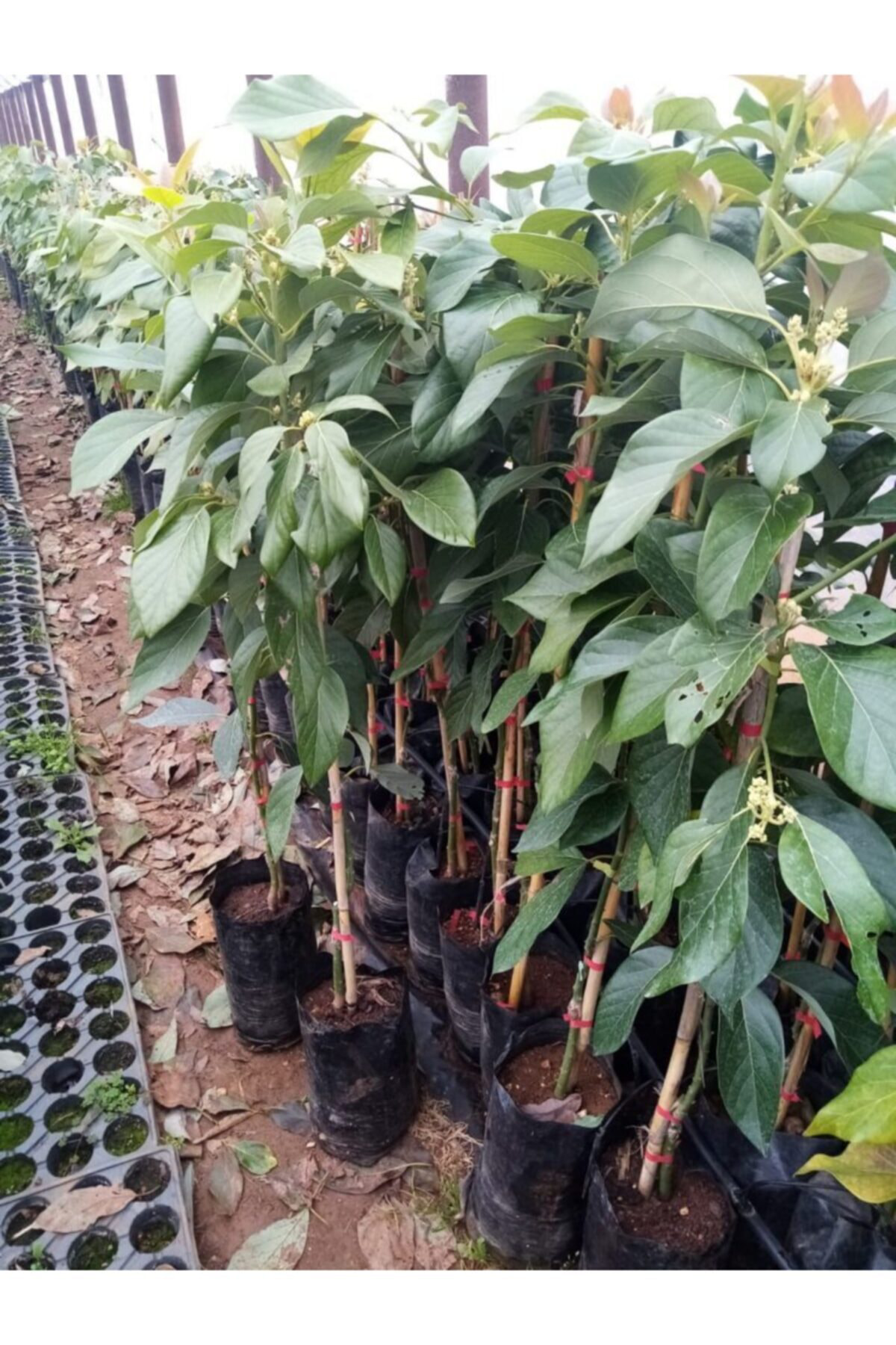 Tüplü Bacon Avokado Fidanı