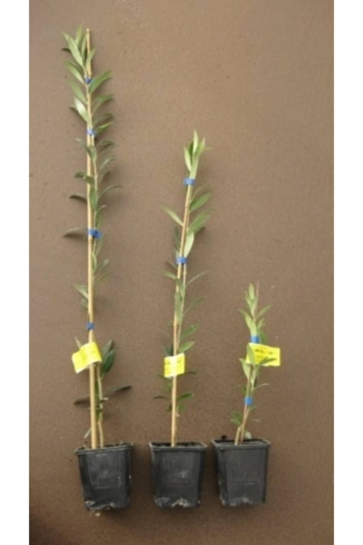 Fitaş Fidancilik Tüplü Bodur Arbe Quine Zeytin Fidanı 3 Adet - 1 Yaş (40-60 Cm)