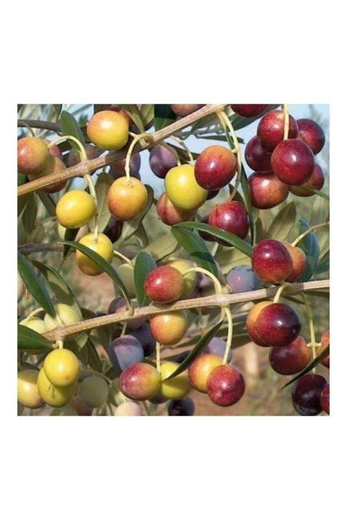 Fitaş Fidancilik Tüplü Bodur Arbe Quine Zeytin Fidanı 3 Adet - 1 Yaş (40-60 Cm)