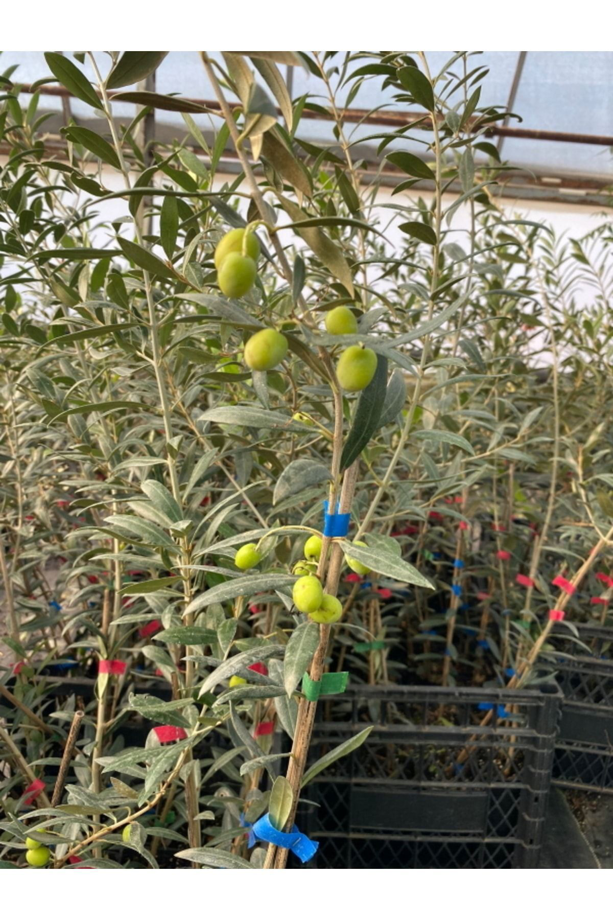 Tüplü Bodur Ispanyol Arbequina Zeytin Fidanı 1 Adet