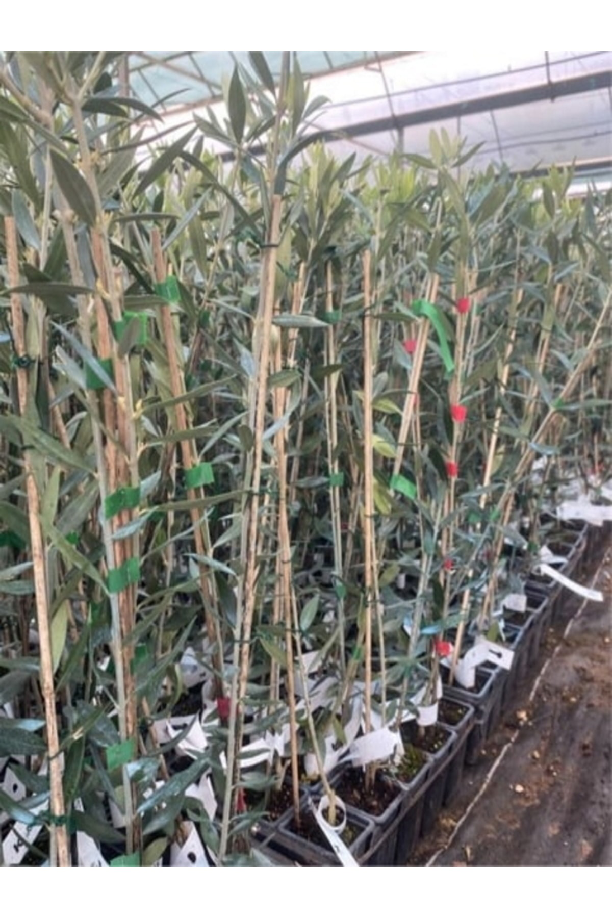 Tüplü Bodur Koroneiki Zeytin Fidanı