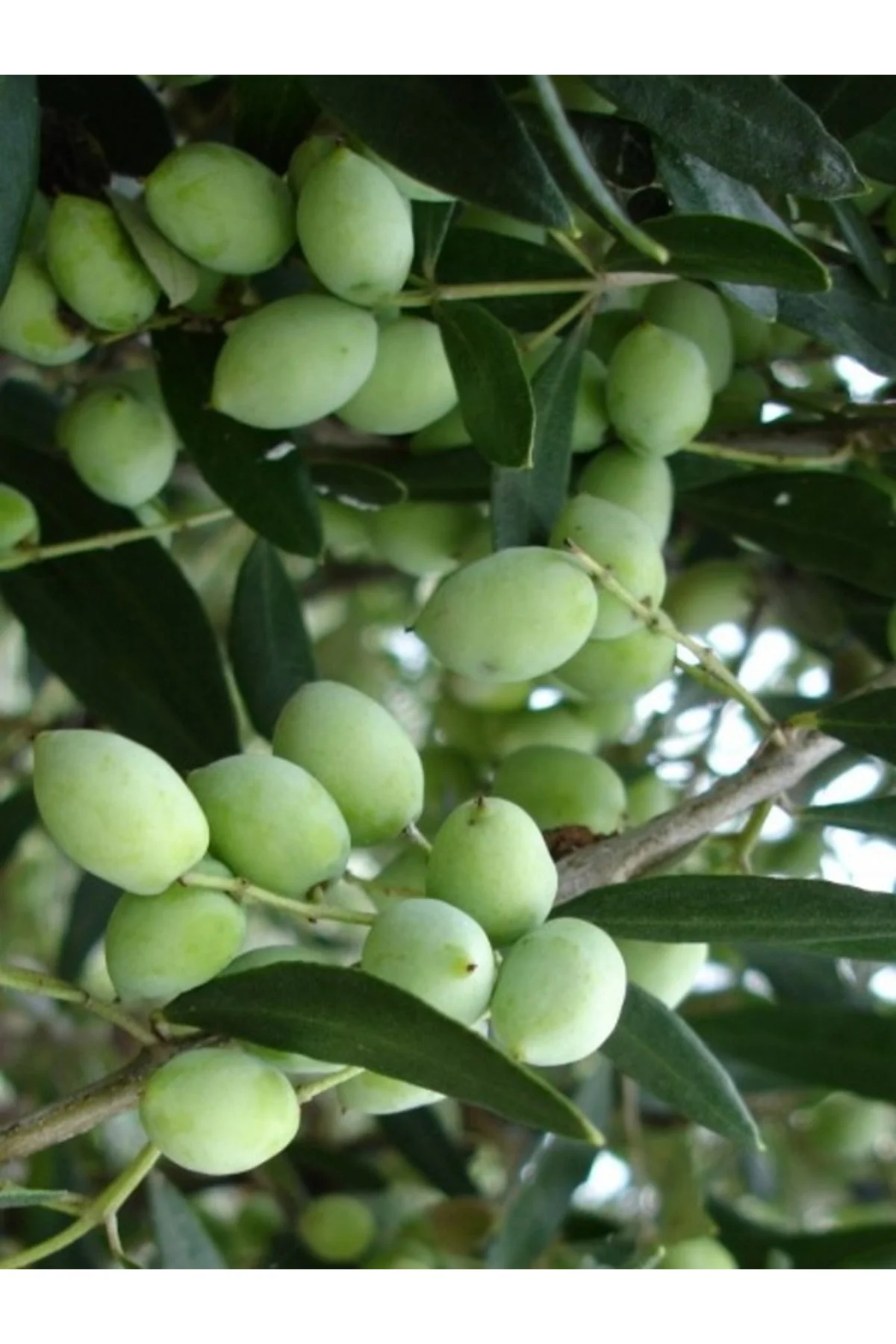 Tüplü Bodur Koroneiki Zeytin Fidanı - Görsel 2