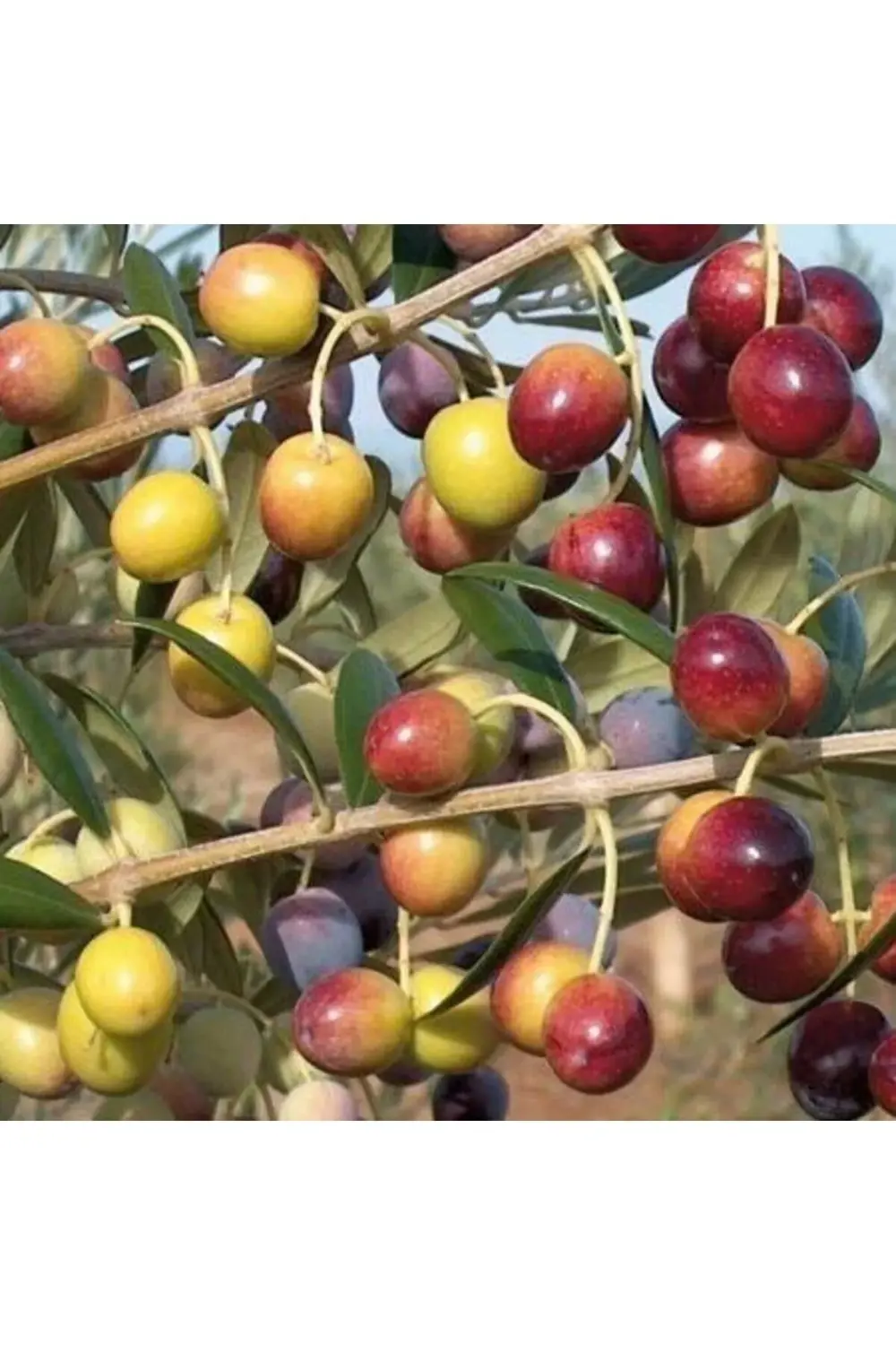 Tüplü Bodur Meyve Verme Durumunda Arbequina Zeytin Fidanı (saksıl