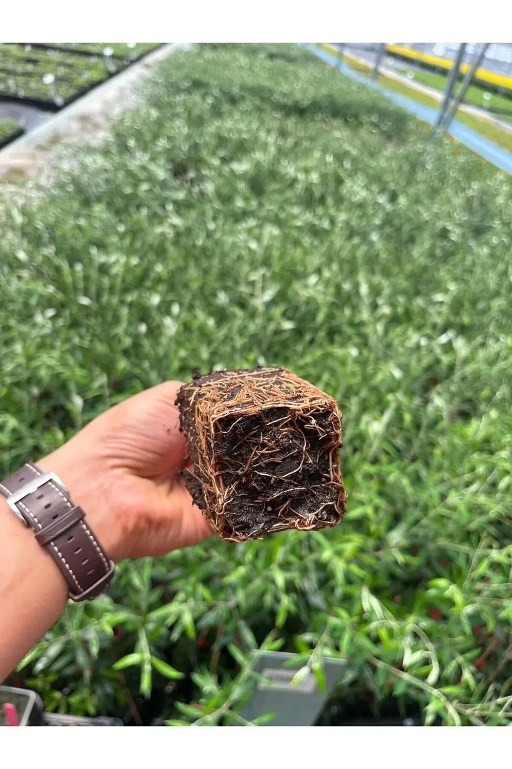 Tüplü Bodur Meyve Verme Yaşında Koroneiki Zeytin Fidanı