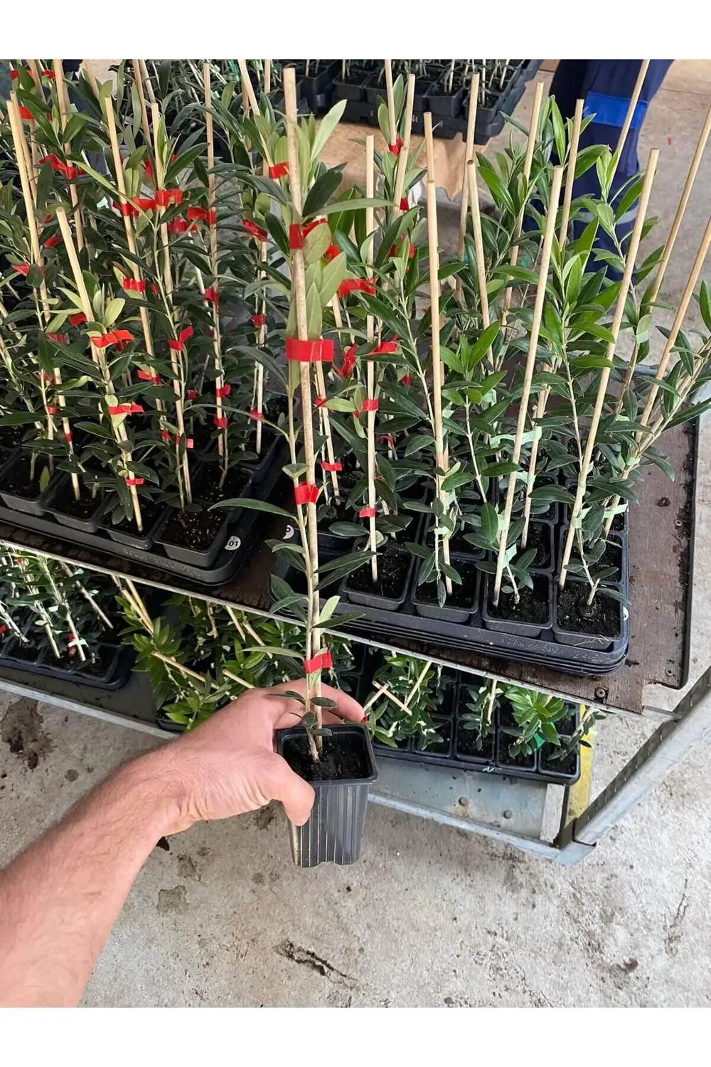 Tüplü Bodur Meyve Verme Yaşında Koroneiki Zeytin Fidanı