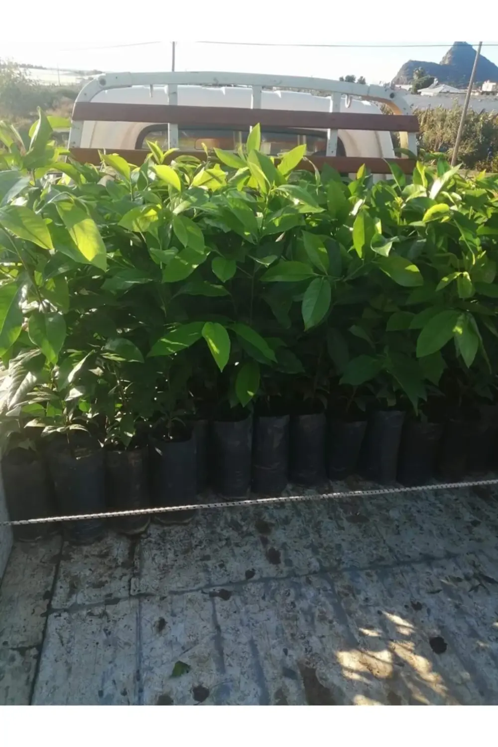 Tüplü Çikolata Meyvesi Black Sapote Ağacı Fidanı(80 Cm) Üzeri