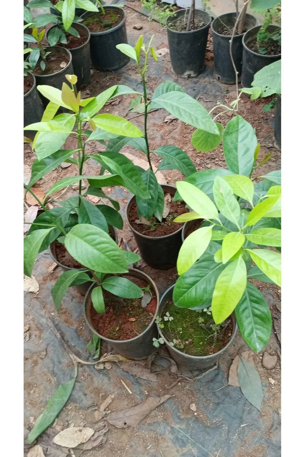Tüplü Çikolata Meyvesi Black Sapote Ağacı Fidanı(80 Cm) Üzeri