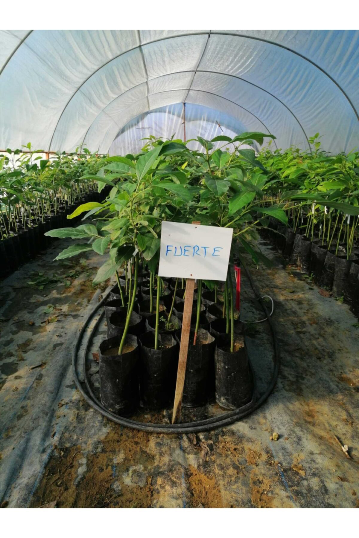 Tüplü Fuerte Avokado Fidanı