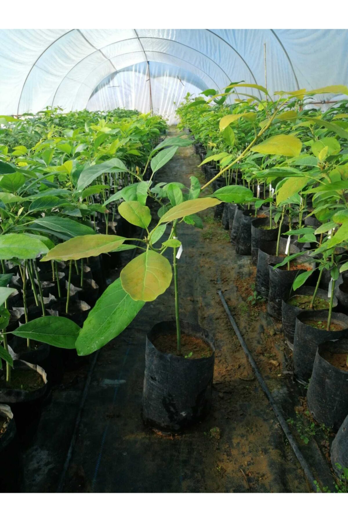 Tüplü Fuerte Avokado Fidanı