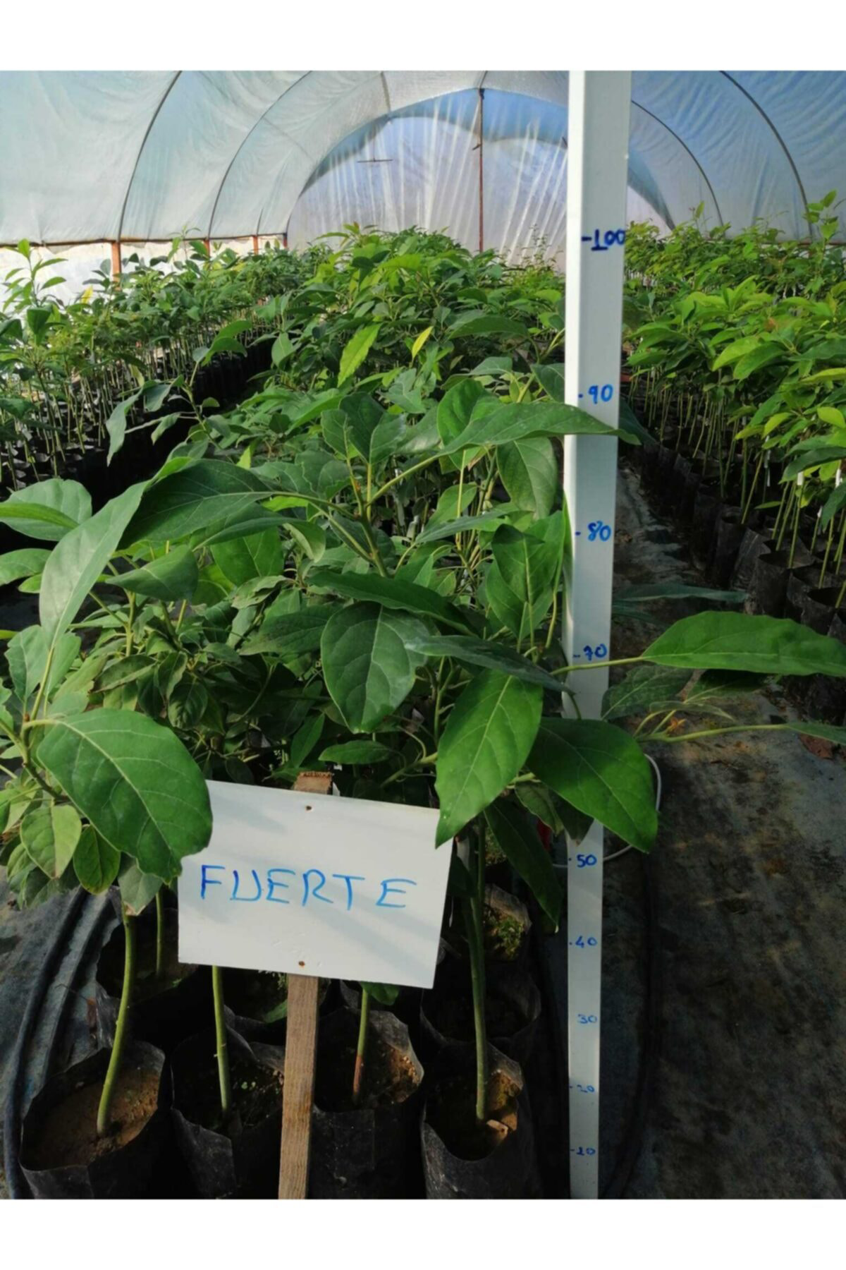 Tüplü Fuerte Avokado Fidanı