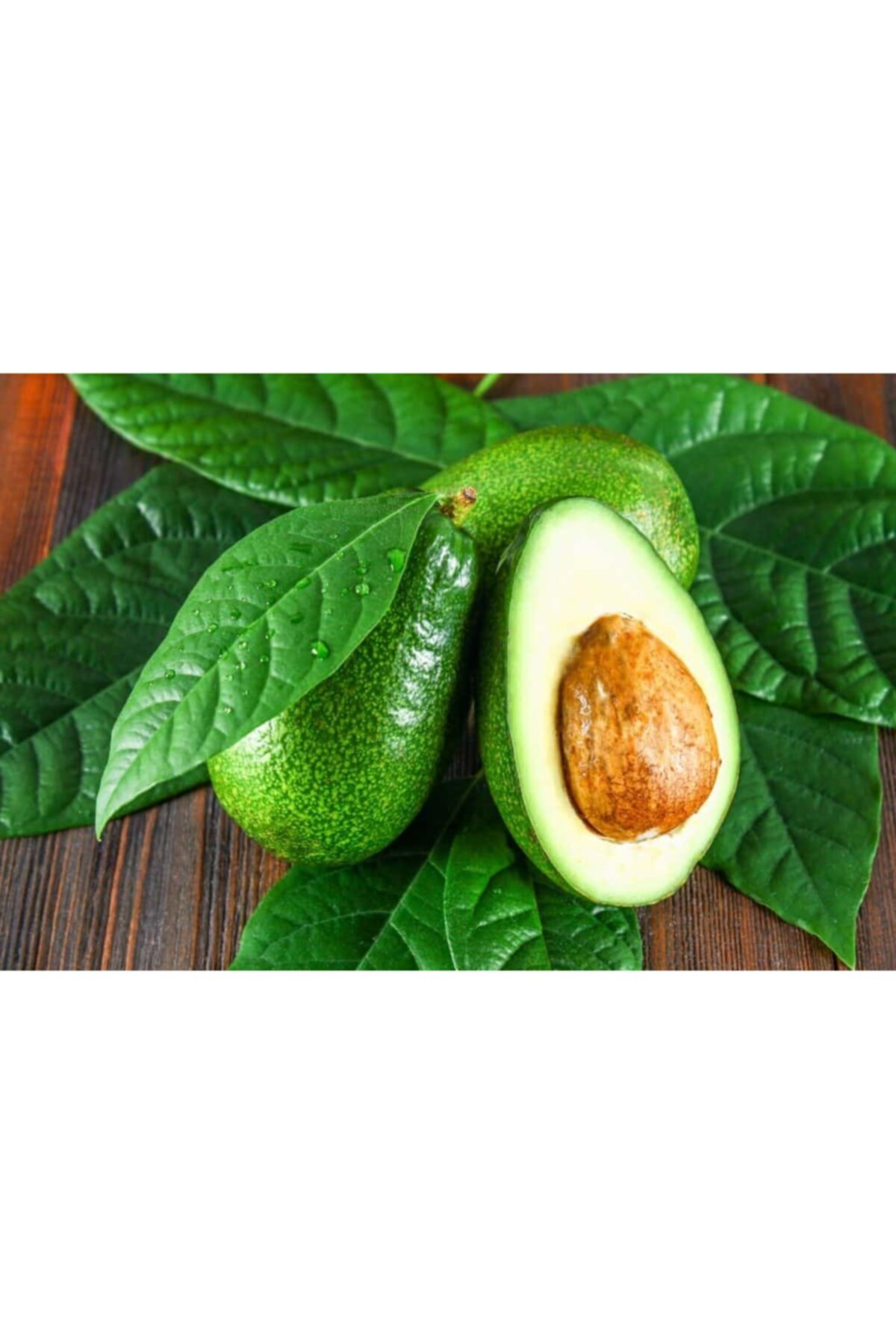 Tüplü Fuerte Avokado Fidanı