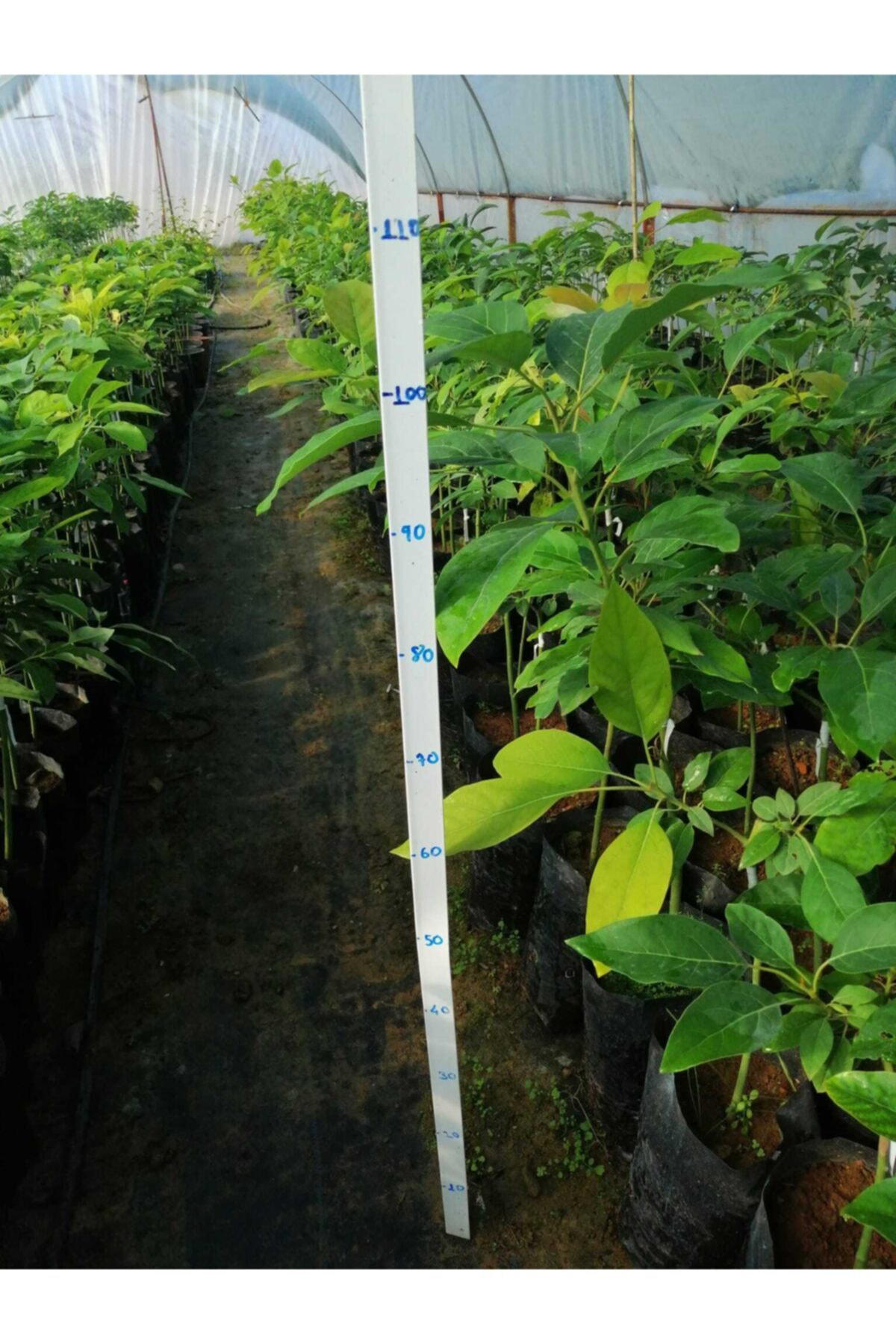 Tüplü Fuerte Avokado Fidanı