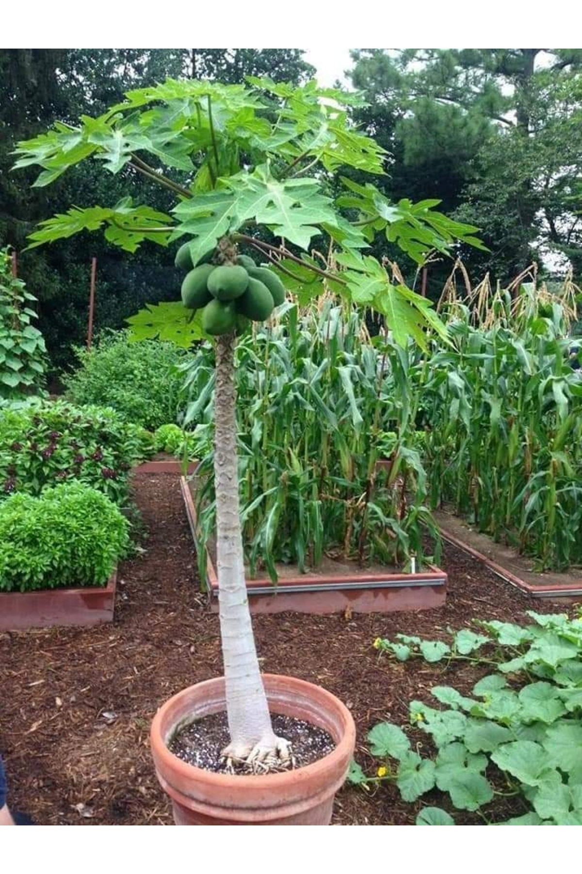 Doruk Fidancilik Tüplü Green Star Özel Üretim Papaya Fidani 80-150Cm