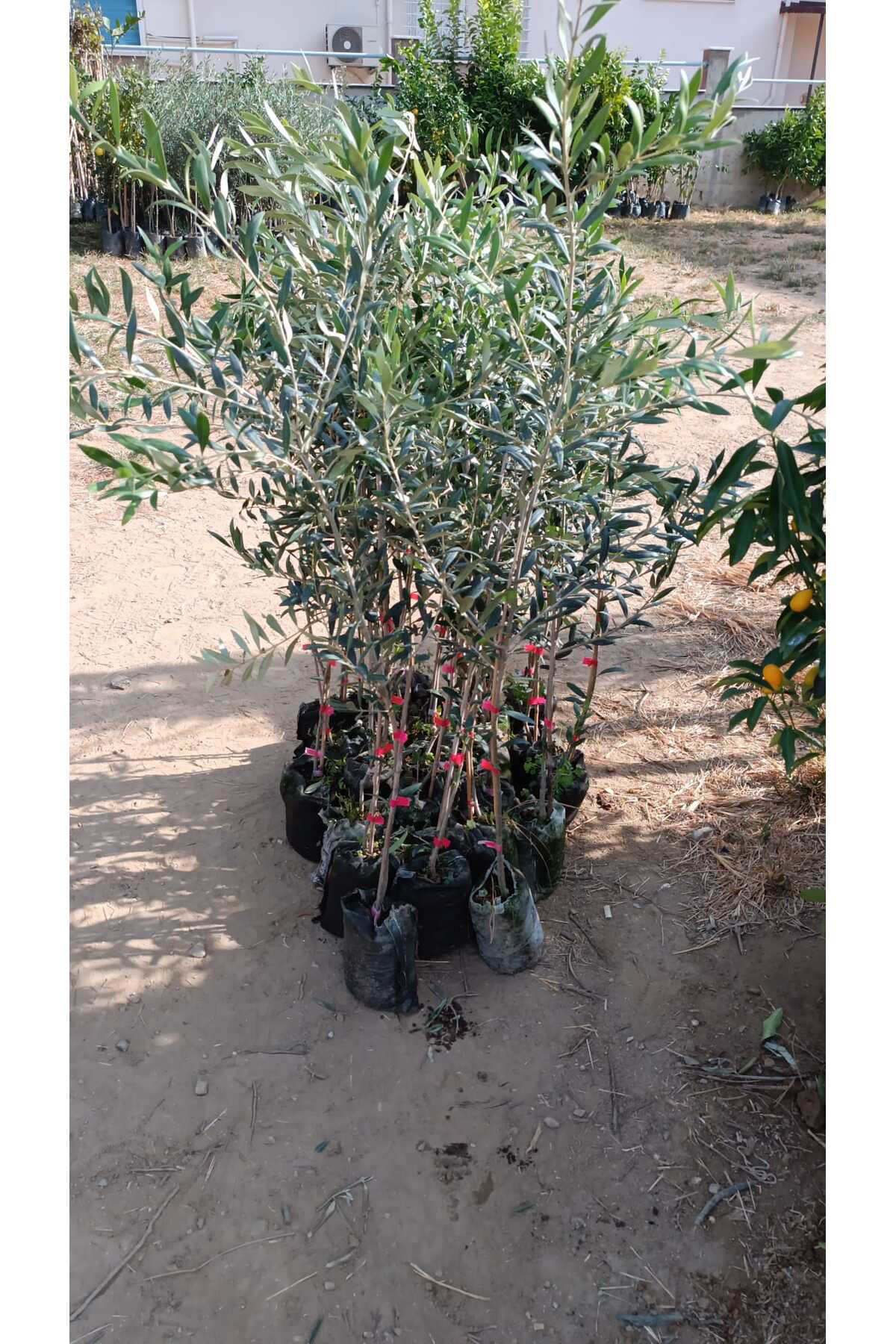 Erva Peysaj Tüplü İspanyol Arbequina Erken Verime Yatan Bodur Zeytin Fidanı