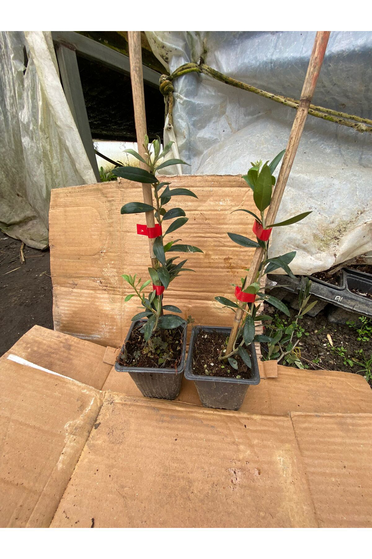 Erva Peysaj Tüplü İspanyol Bodur Arbequina Zeytin Fidanı 5 Adet 15 40 Cm Aras