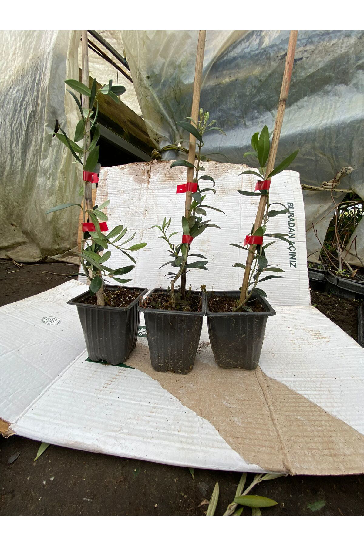 Erva Peysaj Tüplü İspanyol Bodur Arbequina Zeytin Fidanı 5 Adet 15 40 Cm Aras