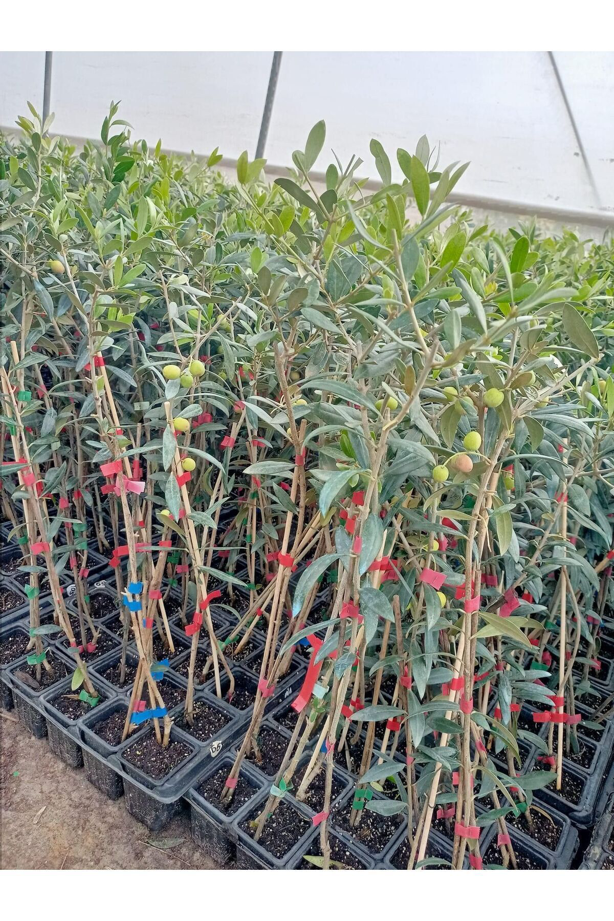 Erva Peysaj Tüplü İspanyol Bodur Arbequina Zeytin Fidanı ( 10 Adet) 20 40 Cm