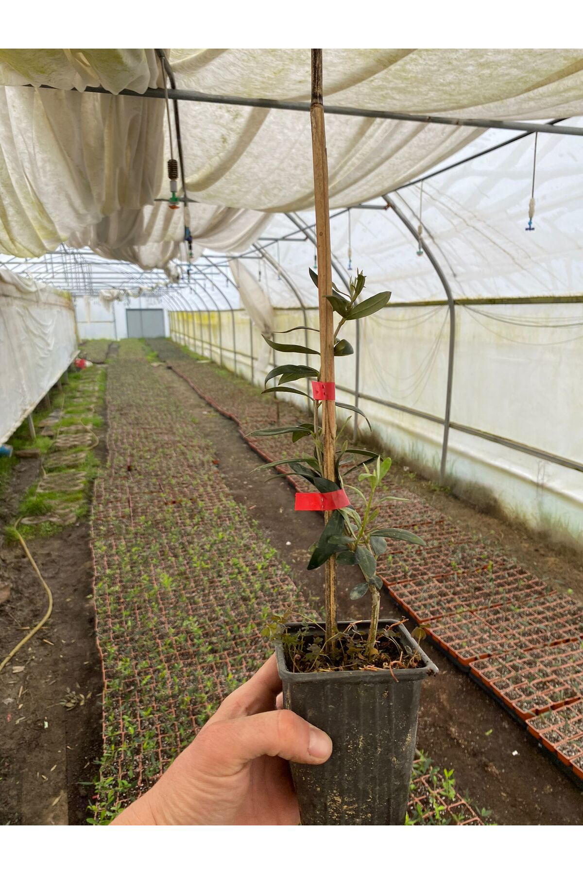 Erva Peysaj Tüplü İspanyol Bodur Arbequina Zeytin Fidanı 5 Adet 15 40 Cm Aras