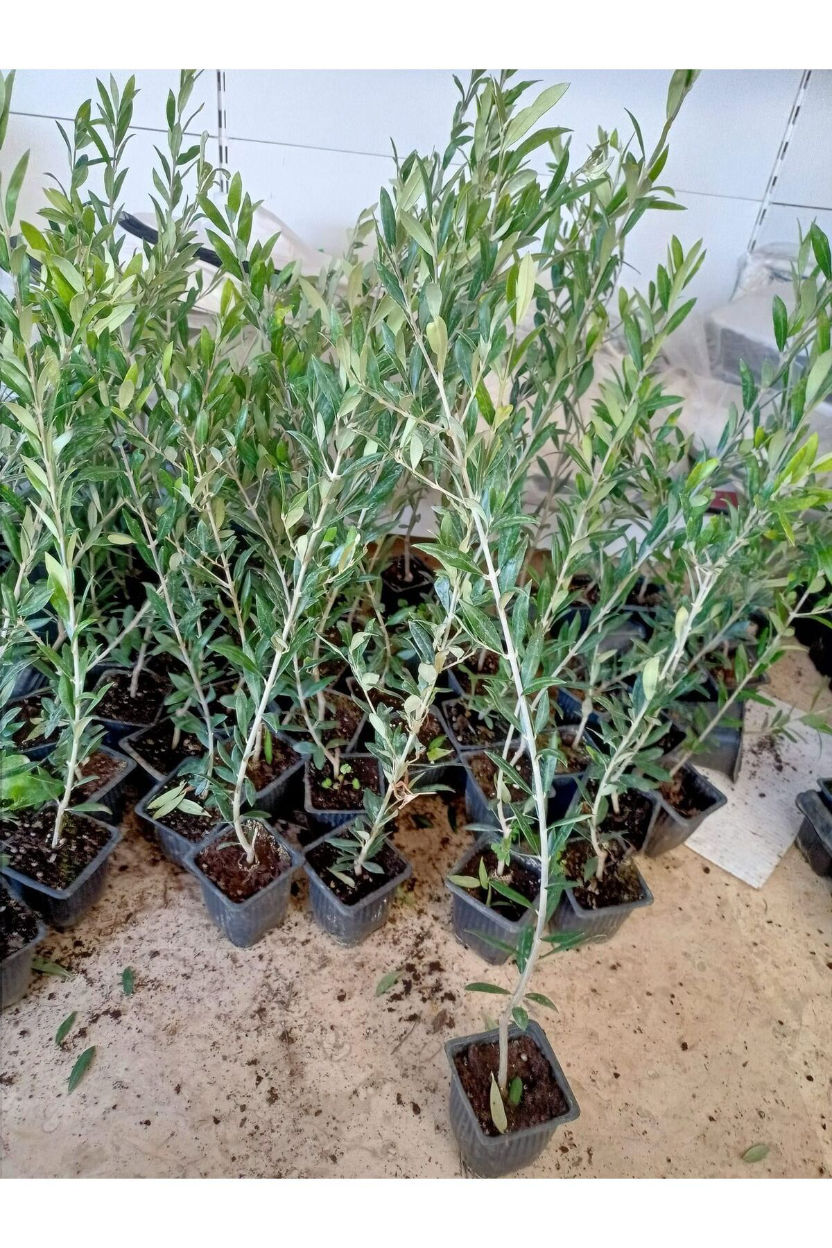 Erva Peysaj Tüplü İspanyol Bodur Arbequina Zeytin Fidanı ( 10 Adet) 20 40 Cm