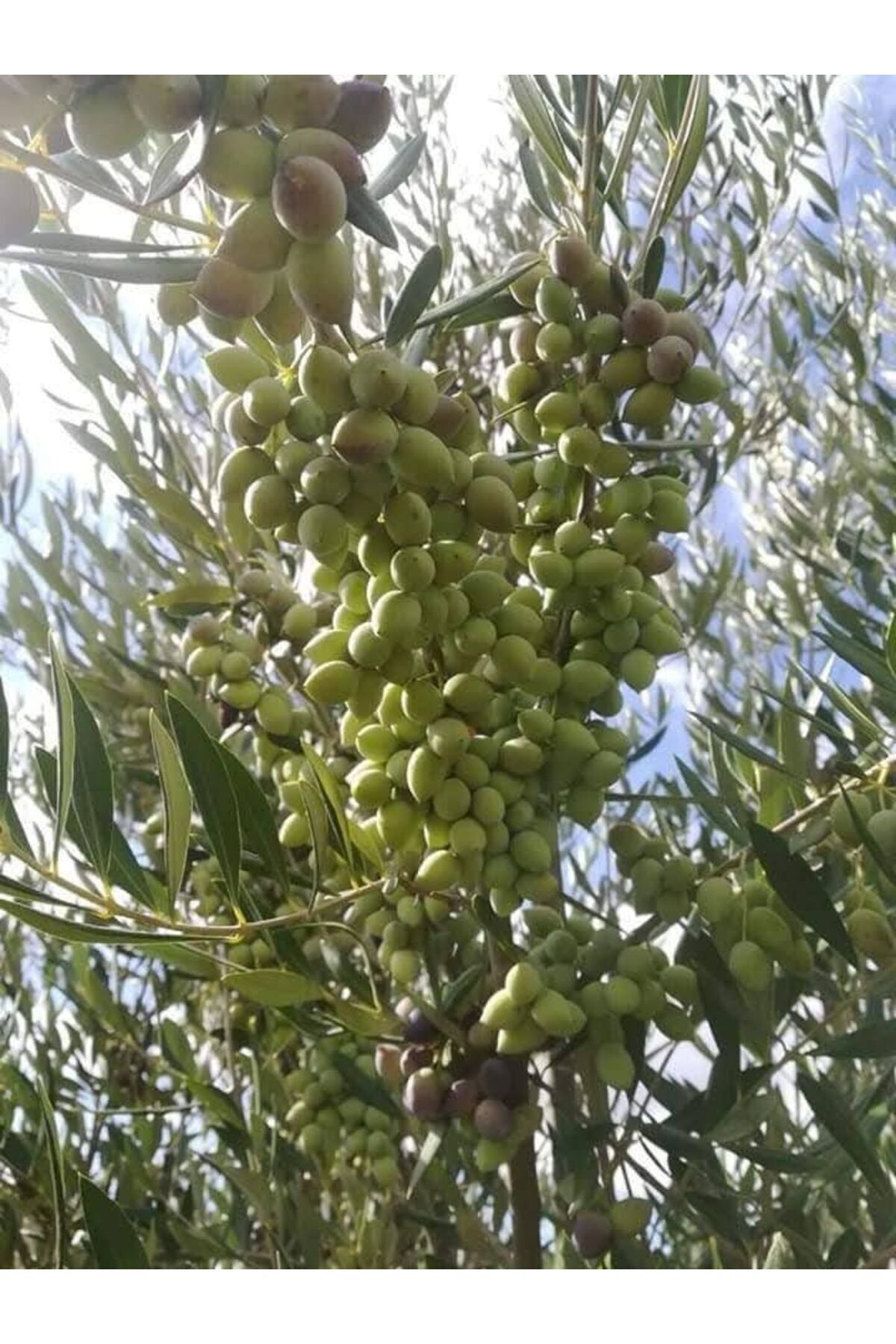 Erva Peysaj Tüplü İspanyol Bodur Arbequina Zeytin Fidanı ( 10 Adet) 20 40 Cm