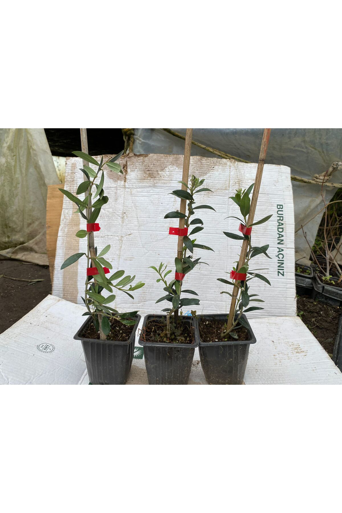 Erva Peysaj Tüplü İspanyol Bodur Arbequina Zeytin Fidanı 5 Adet 15 40 Cm Aras