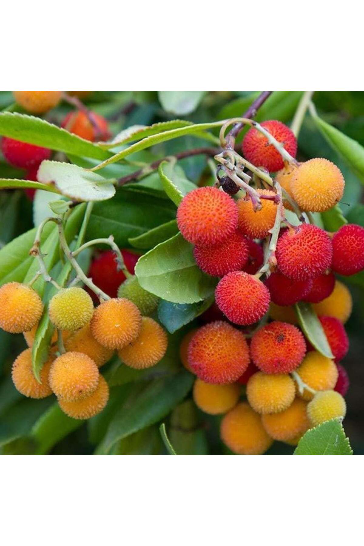 Tüplü KocaYemiş (Dağ Çileği) Fidanı(Meyve Verir Yaşta)