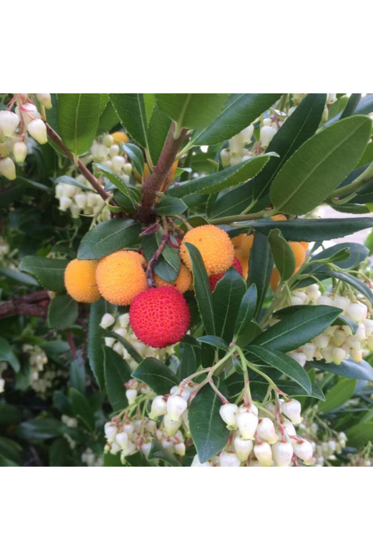 Tüplü KocaYemiş (Dağ Çileği) Fidanı(Meyve Verir Yaşta)