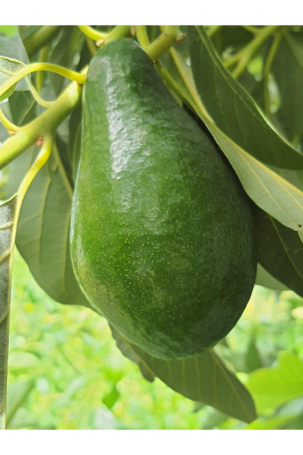 Tüplü Kokulu Fuerte Yeşil Avokado Fidanı