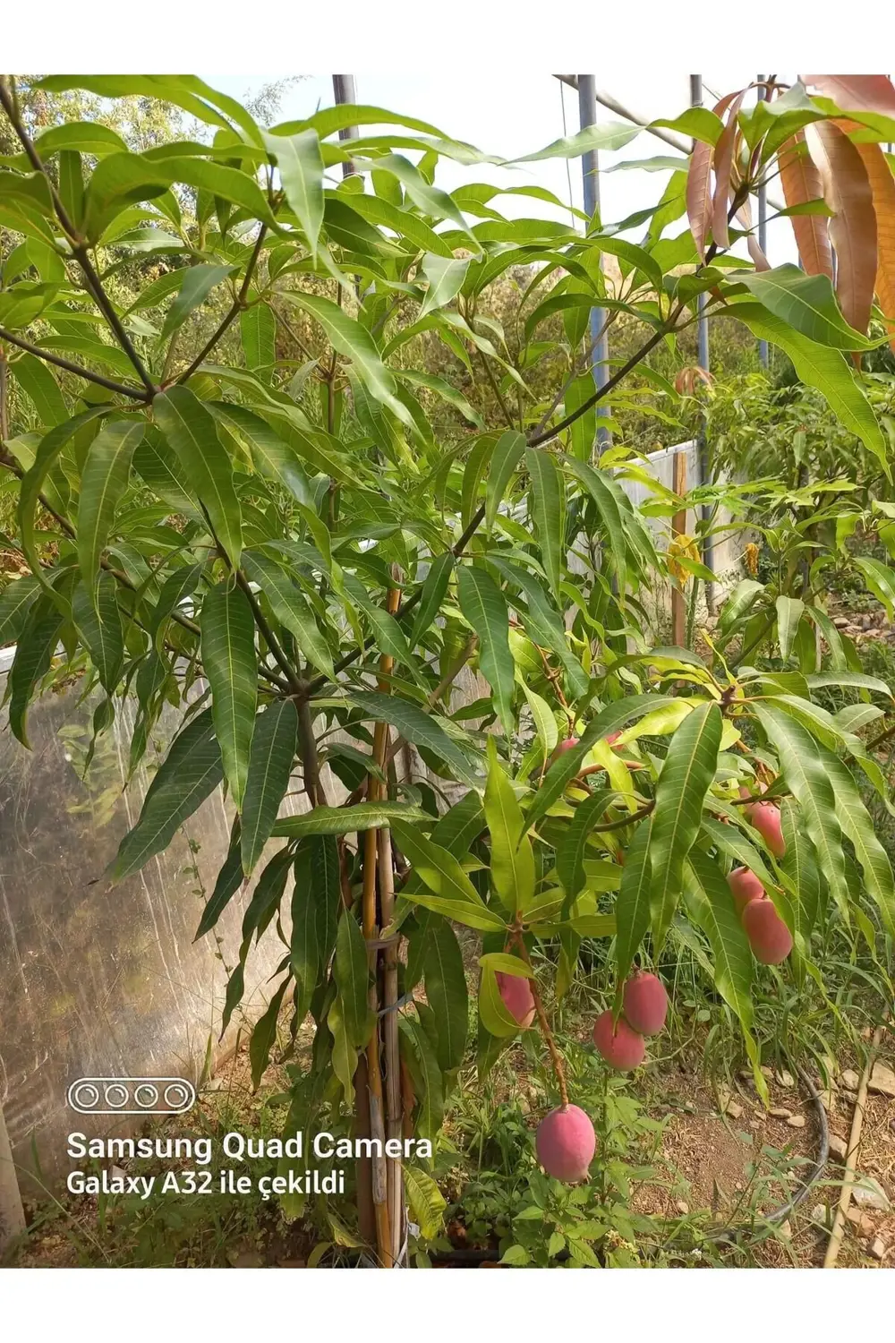 Tüplü Mango Fidanı 50 80 Cm 1 2 Yaş