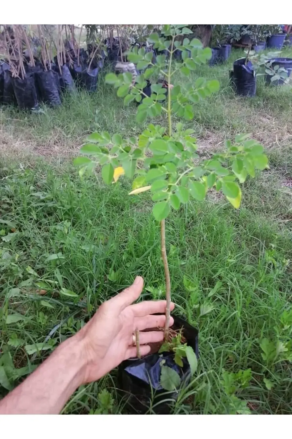 Tüplü Moringa Ağacı Fidanı 40 50 Cm