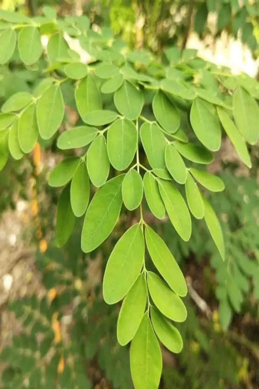 Tüplü Moringa Ağacı Fidanı 40 50 Cm