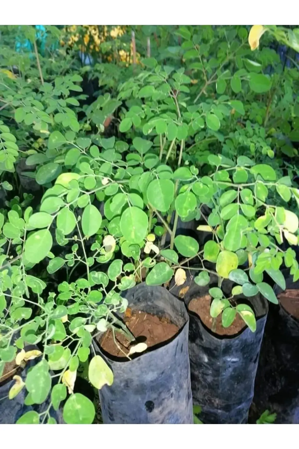 Tüplü Moringa Ağacı Fidanı 40 50 Cm
