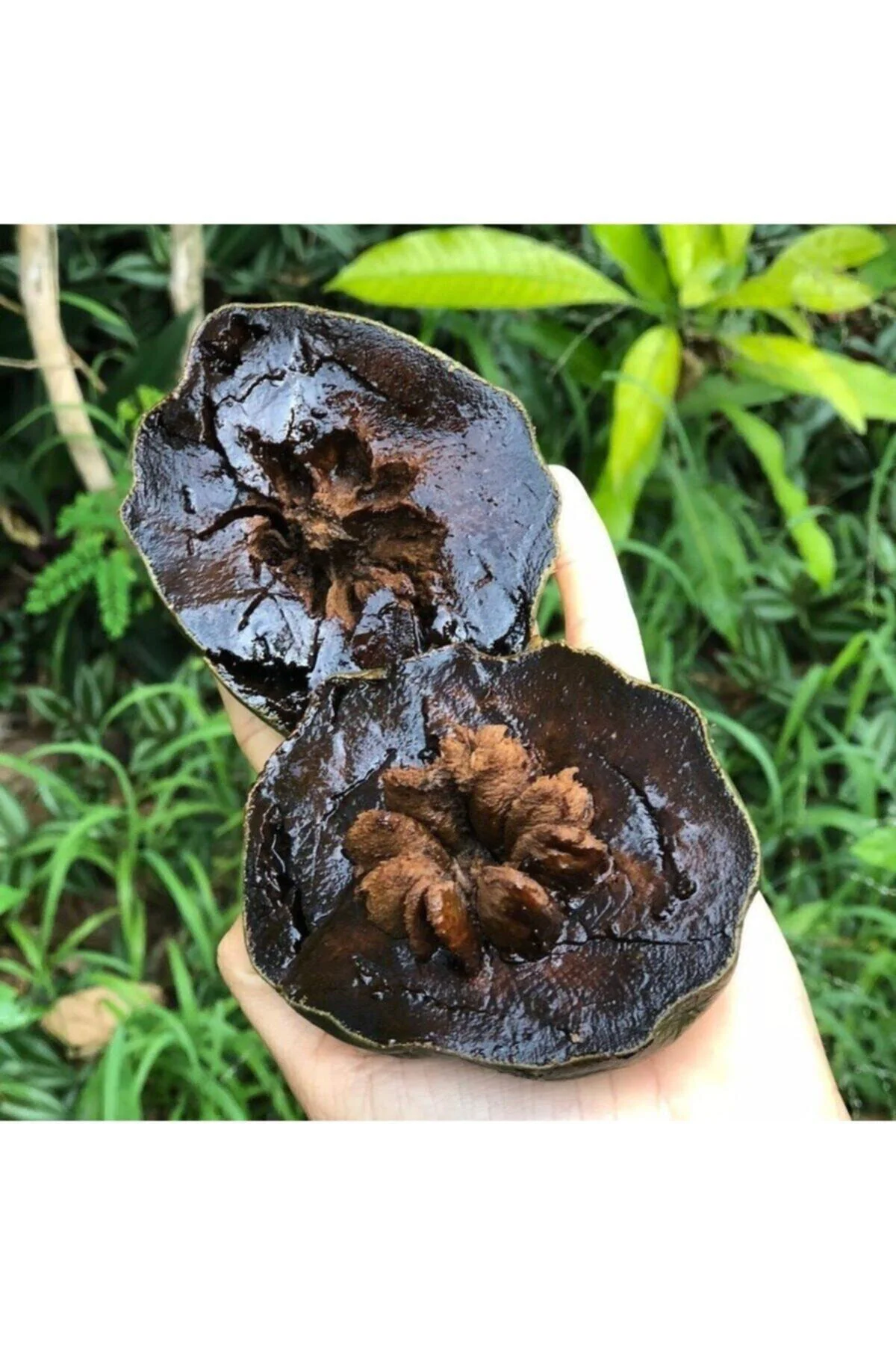 Tüplü Nadir Çikolata Meyvesi Black Sapote Ağacı Fidanı 2 3 Yaş Tüplü Nadir Çikolata Meyvesi Black Sapote Ağacı Fidanı 2 3 Yaş