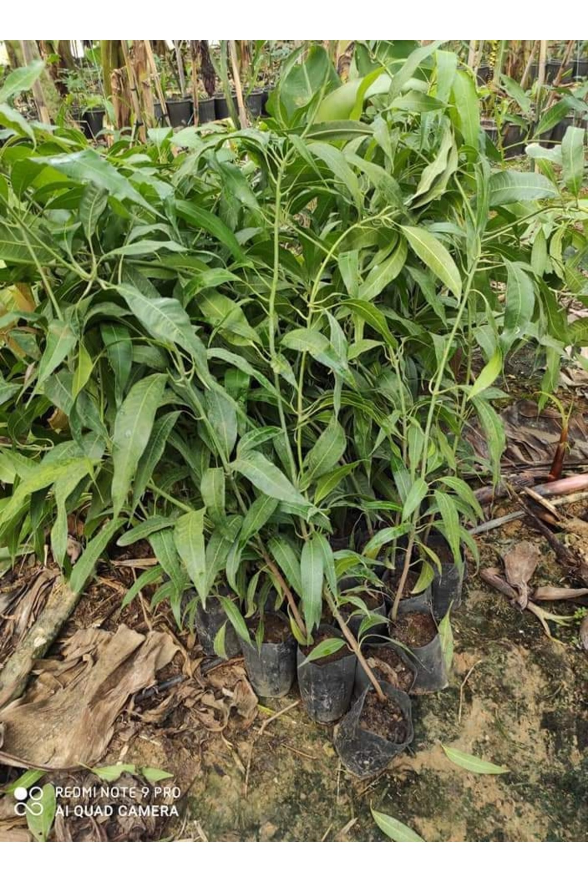 Tüplü Özel Üretim Bol Verimli Mango Fidanı 5 Adet