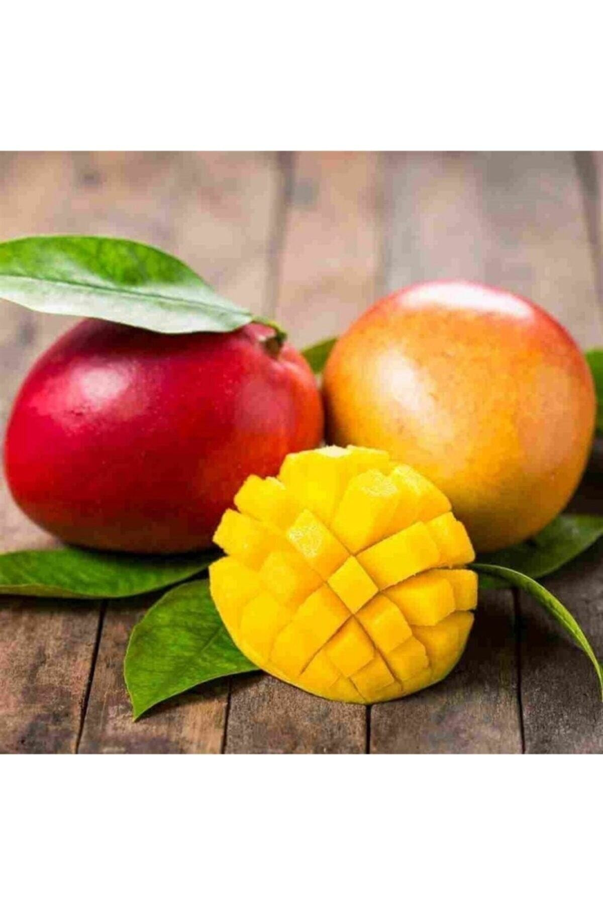 Tüplü Özel Üretim Bol Verimli Mango Fidanı 5 Adet