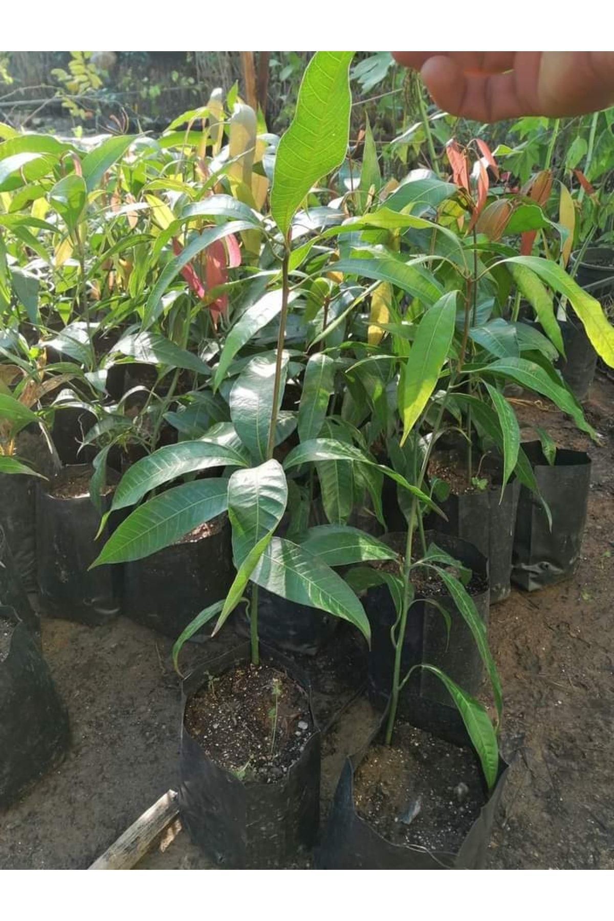 Tüplü Özel Üretim Bol Verimli Mango Fidanı 5 Adet