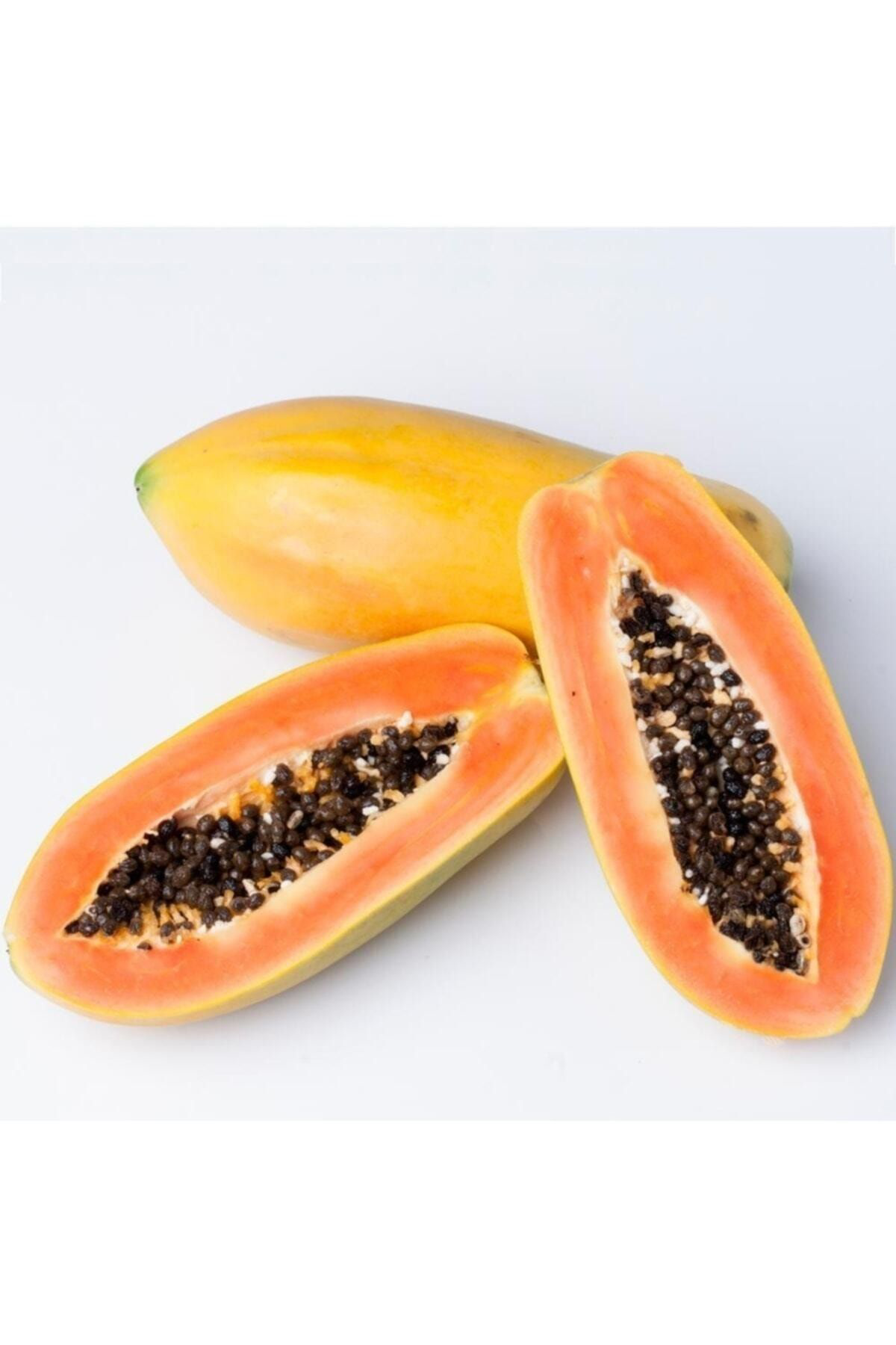 Tropikal Peysaj Tüplü Özel Ürün Papaya (Ağaç Kavunu) Fidanı (80-150 Cm)