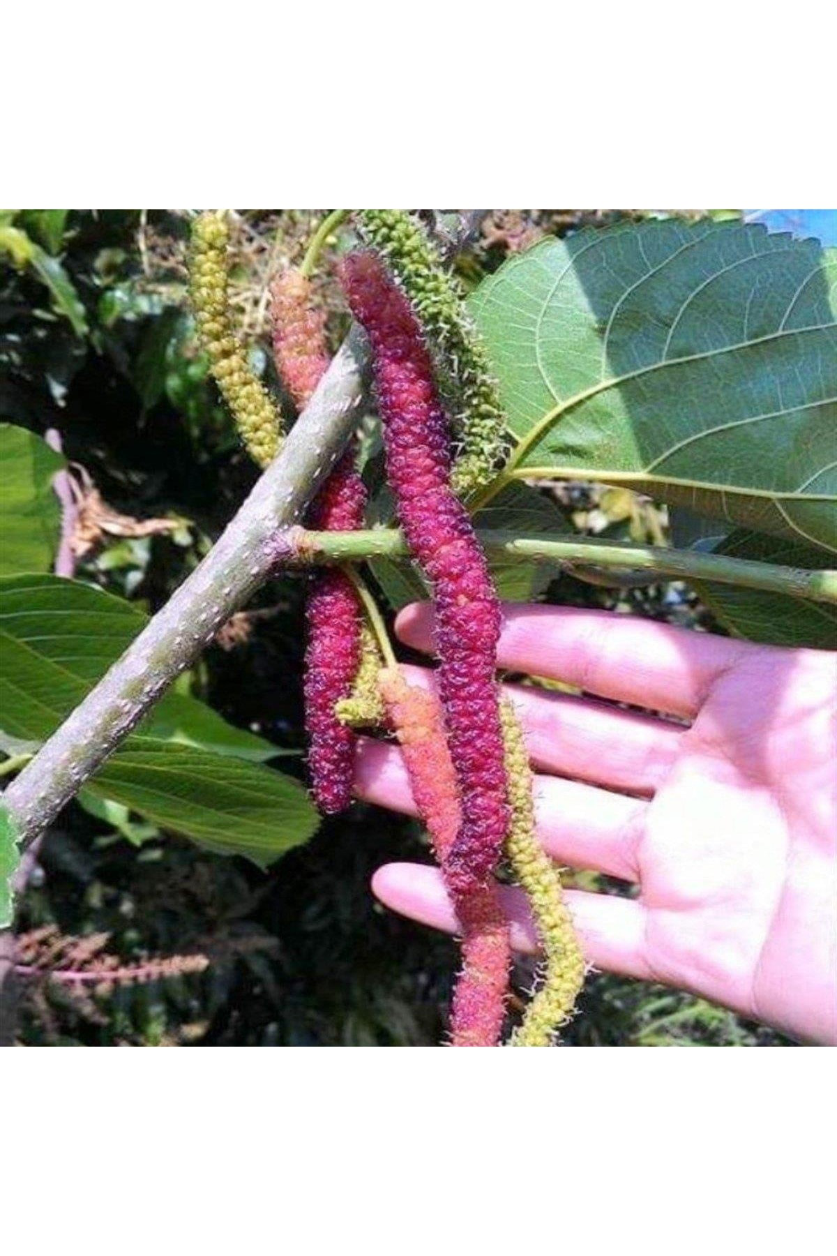 Tüplü Pakistan Şah Dut Fidanı Boy 80-110 Cm