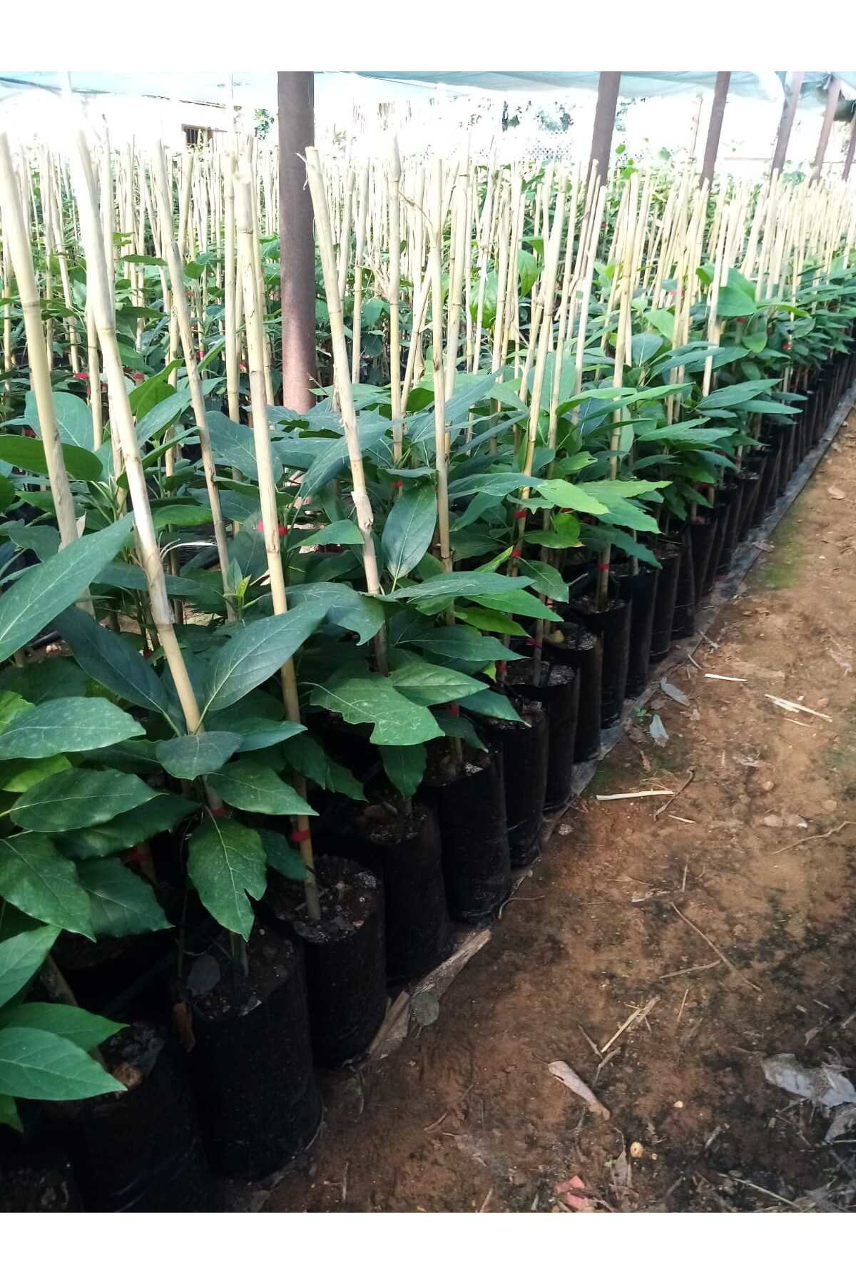 Erva Peysaj Tüplü Salkım İri Meyveli Zutano Avokado Fidanı