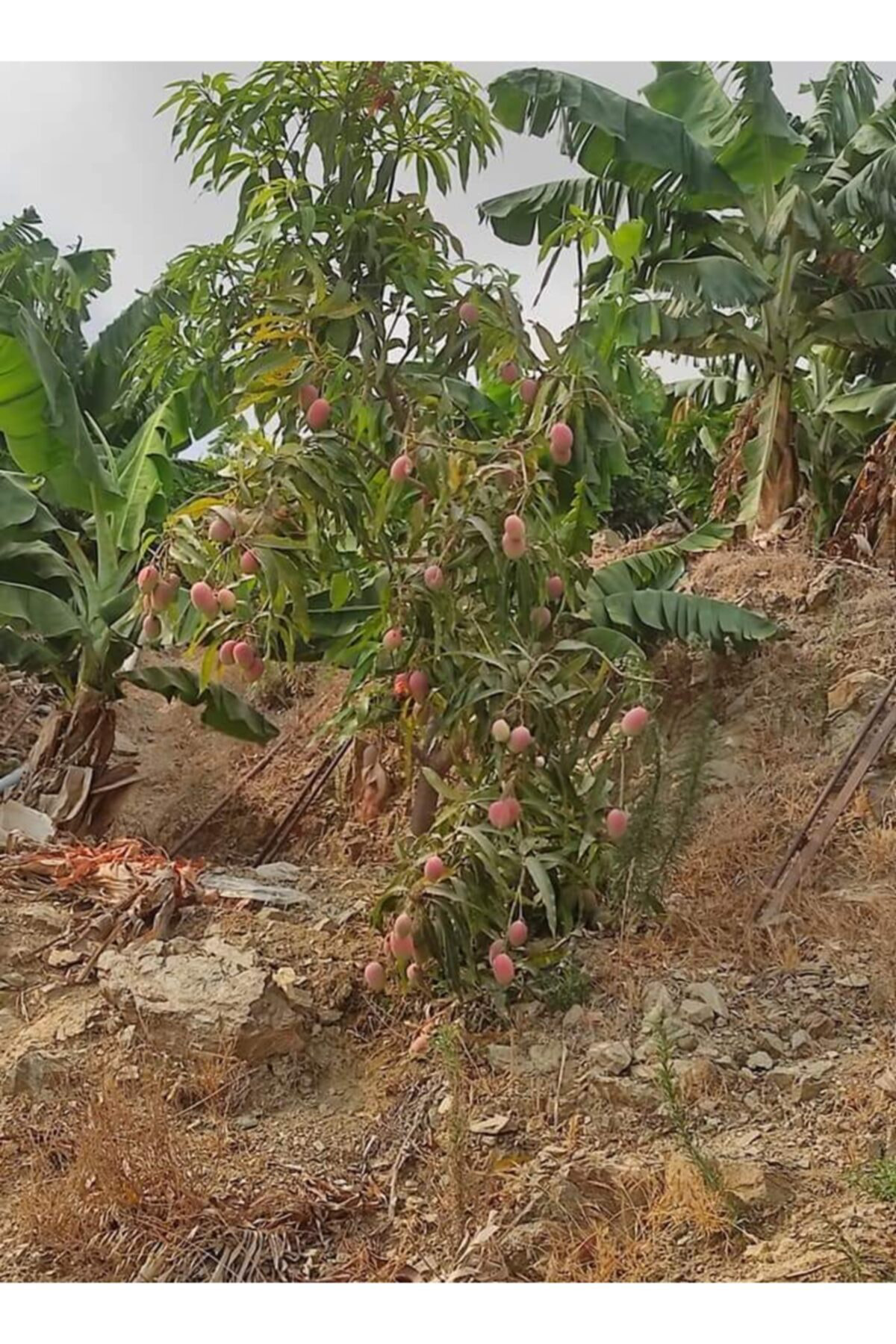 Alanyatropikal Tüplü Tropikal Egzotik Mango Fidanı 5 Adet 80 120 Cm