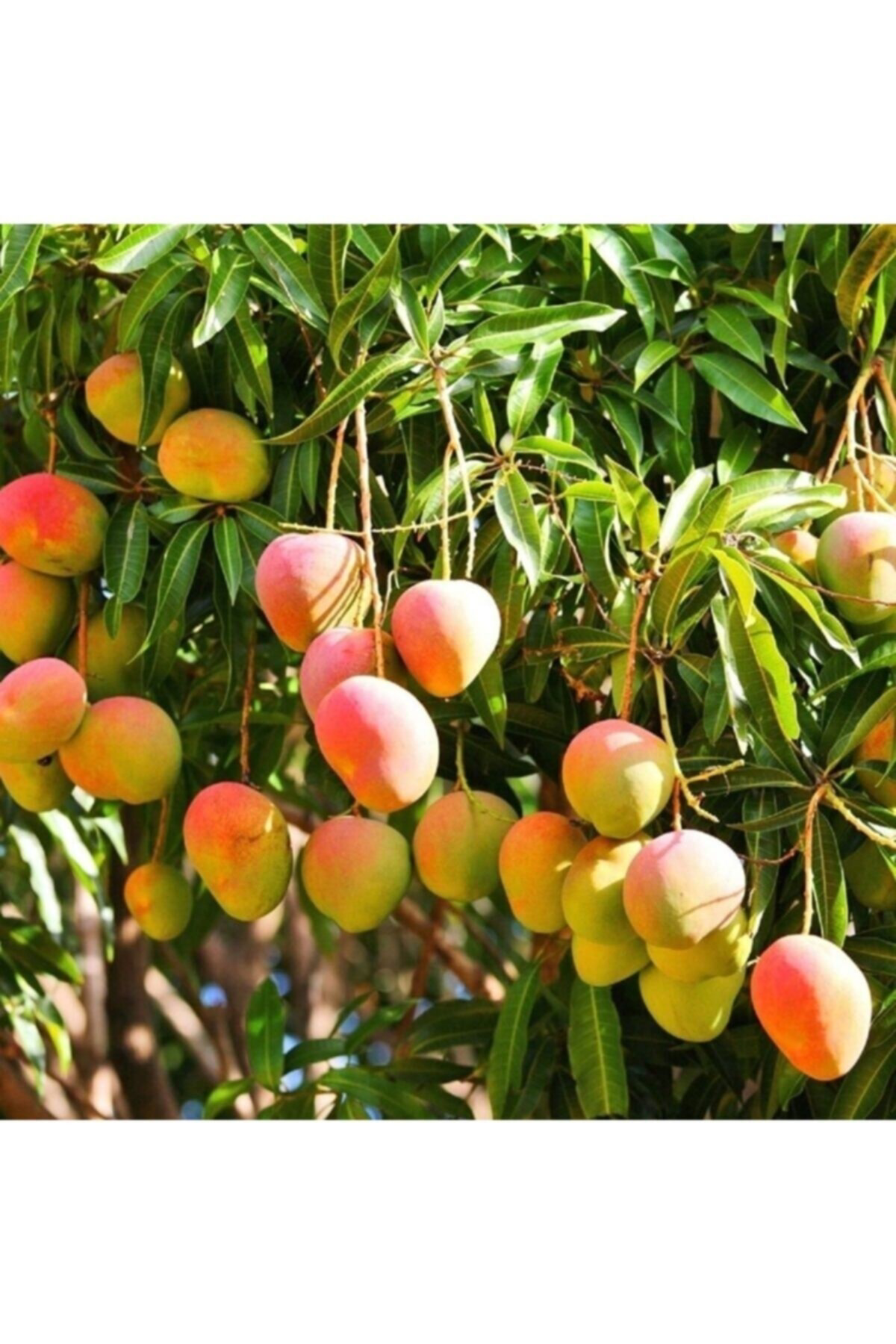 Alanyatropikal Tüplü Tropikal Egzotik Mango Fidanı 5 Adet Cm Arası