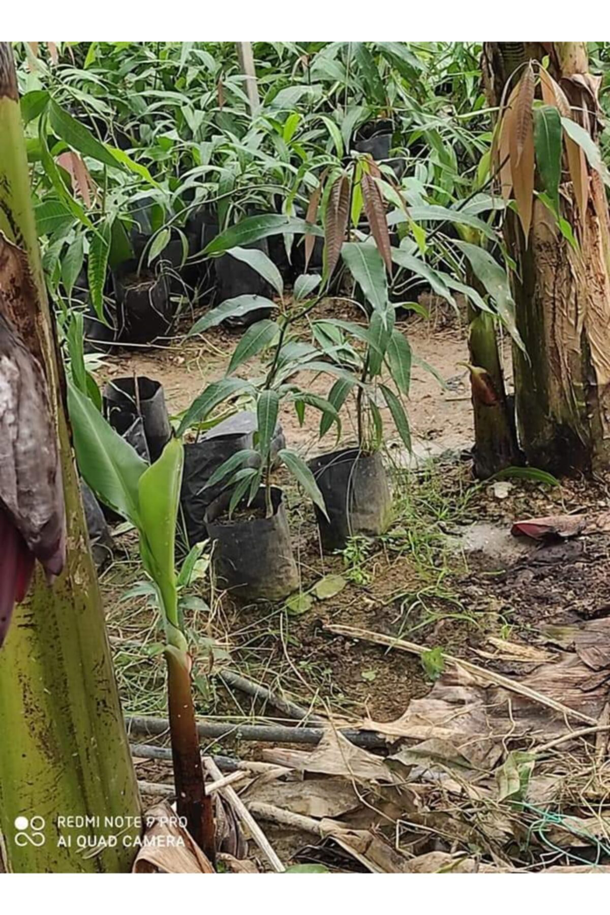 Alanyatropikal Tüplü Tropikal Egzotik Mango Fidanı 5 Adet 80 120 Cm
