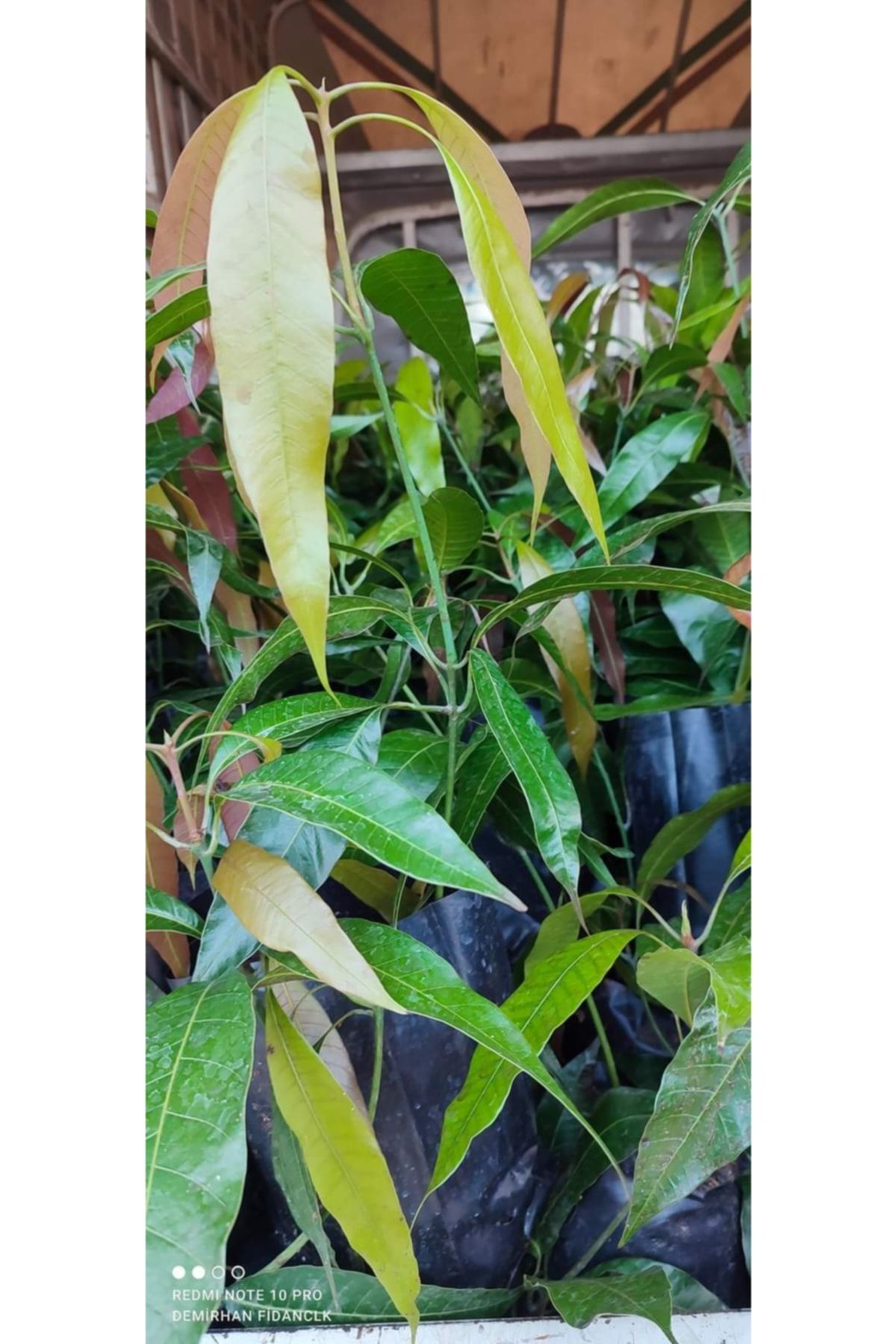 Alanyatropikal Tüplü Tropikal Egzotik Mango Fidanı 5 Adet Cm Arası