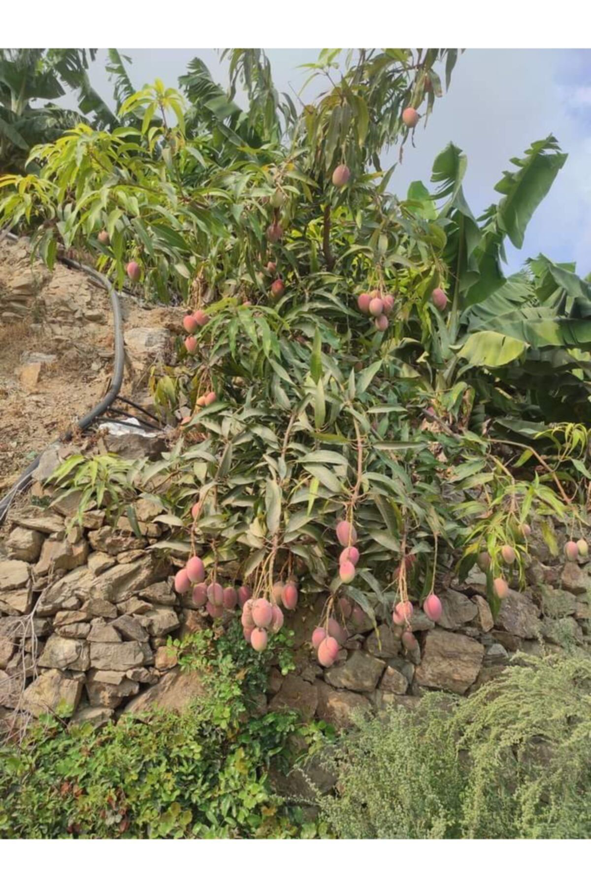 Alanyatropikal Tüplü Tropikal Egzotik Mango Fidanı 5 Adet 80 120 Cm