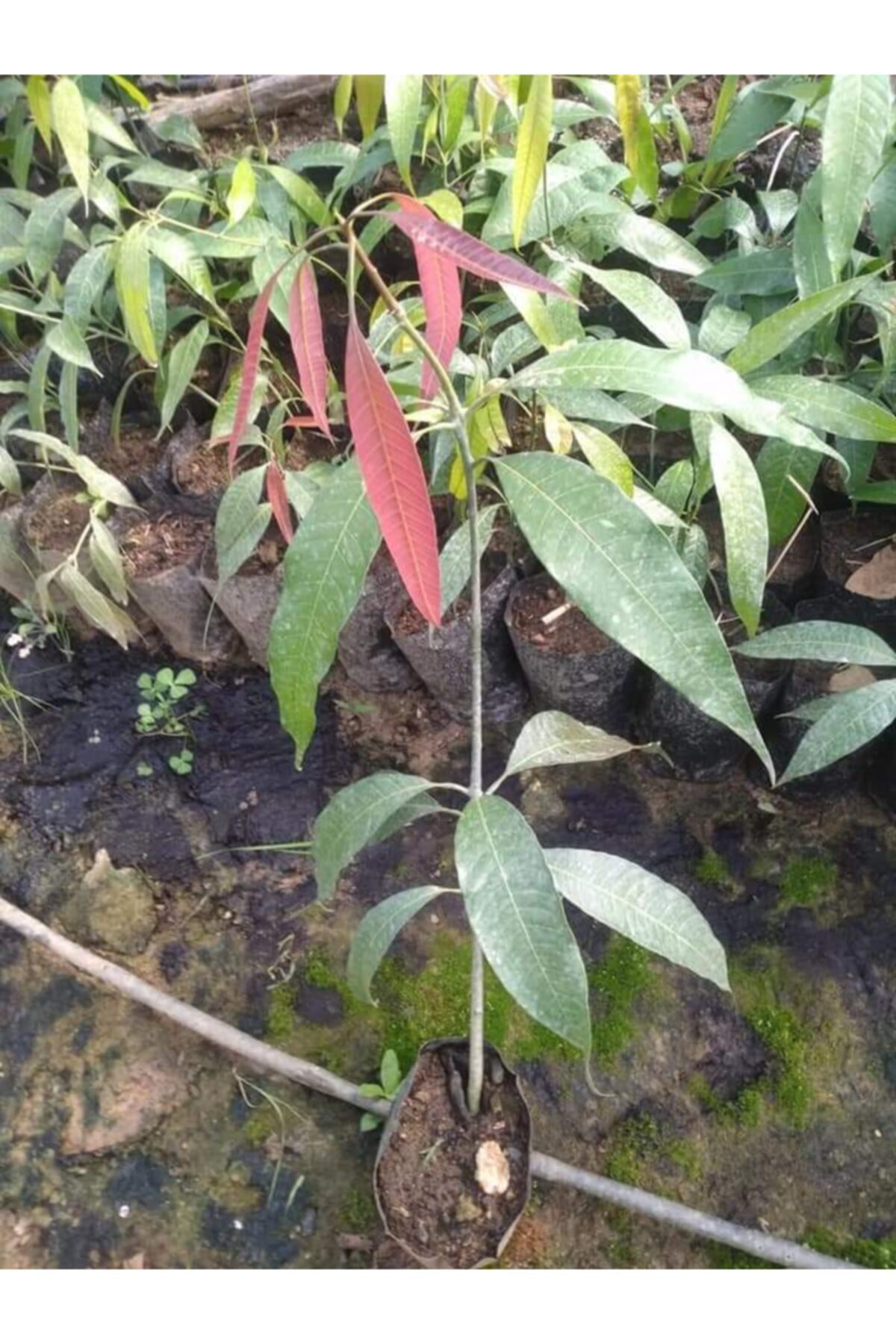 Alanyatropikal Tüplü Tropikal Egzotik Mango Fidanı 5 Adet 80 120 Cm