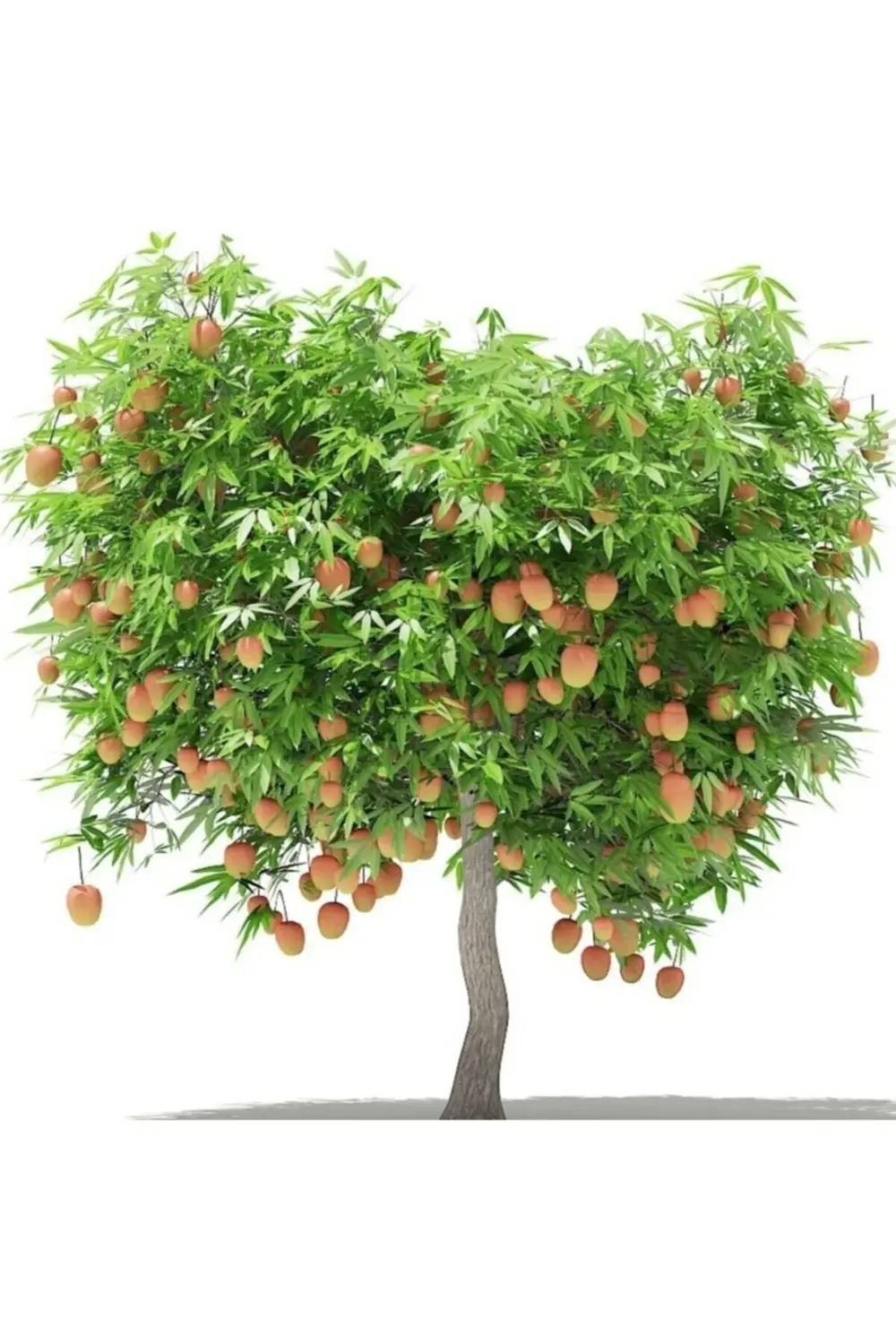 Tüplü Tropikal Egzotik Mango Fidanı 5 Adet